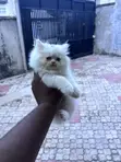 Kare-karen Persian Mai Tsarki (Wata 1-3) - 5