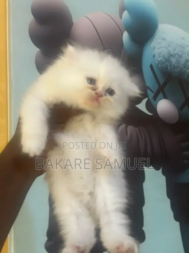 Purebred Persian Kitten - 1-3 Months Old - 1
