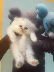 Purebred Persian Kitten - 1-3 Months Old - 2