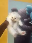 Purebred Persian Kitten - 1-3 Months Old - 3
