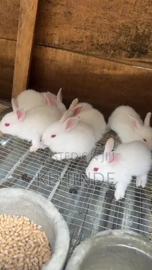 Dankakkiyar Awaki masu Wata 4 Don Siyarwa