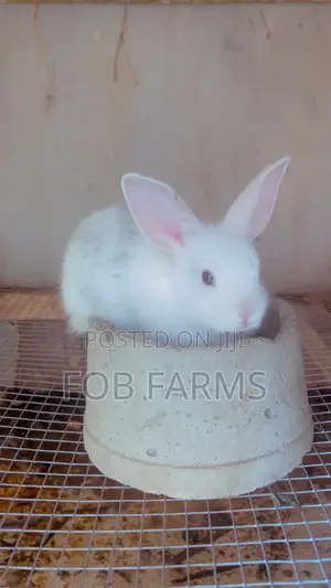 Healthy Rabbits for Sale - Various Breeds