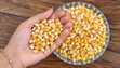 Popcorn Maize - FoodCo Brand - 3