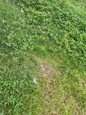 FCDA C of O Land for Sale at Apo Wassa