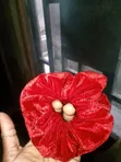 Vogue Handmade Scrunchie - Cotton & Velvet - 1