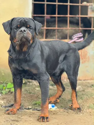 Purebred Rottweiler - 1+ Year Male