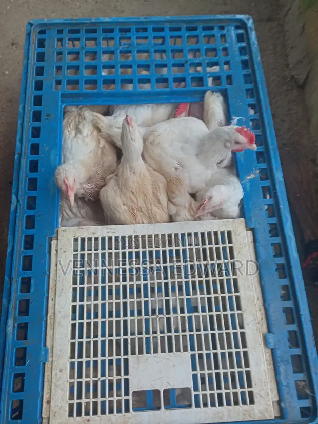 5-6 Weeks Broilers for Sale - Live Weight Per Kilo - 1