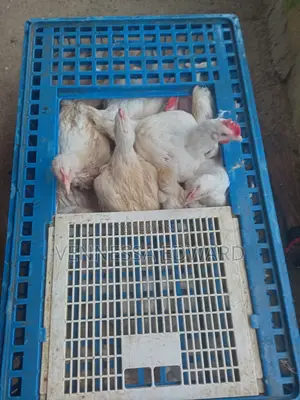 5-6 Weeks Broilers for Sale - Live Weight Per Kilo