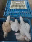5-6 Weeks Broilers for Sale - Live Weight Per Kilo - 2