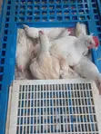 5-6 Weeks Broilers for Sale - Live Weight Per Kilo - 3