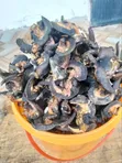 Export Standard Dried Snail - 1