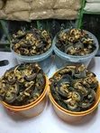 Export Standard Dried Snail - 2