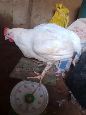 Farm Chicken - Matured Broilers