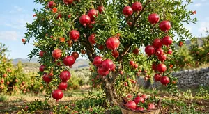 Pomegranate Seedlings