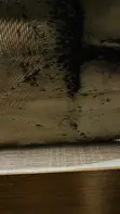 Cockroach, Bedbug Pest Control & Fumigation Services - 1