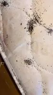 Cockroach, Bedbug Pest Control & Fumigation Services - 3