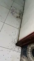 Cockroach, Bedbug Pest Control & Fumigation Services - 4