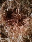 Oron Crayfish and Dry Fish - 2