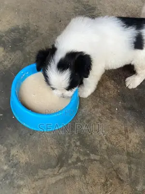 Purebred Lhasa Apso Puppy - Watanda 1-3