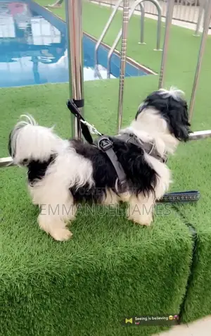 Lhasa Apso Namiji Mai Tsarki - Sama Da Shekara 1
