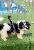 Lhasa Apso Namiji Mai Tsarki - Sama Da Shekara 1 - 2