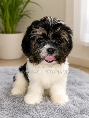 Purebred Lhasa Apso Puppy - 3-6 Months Male