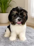 Purebred Lhasa Apso Puppy - 3-6 Months Male - 1