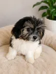 Purebred Lhasa Apso Puppy - 3-6 Months Male - 2