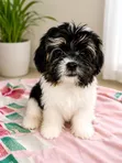 Purebred Lhasa Apso Puppy - 3-6 Months Male - 3