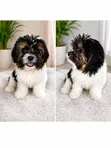 Purebred Lhasa Apso Puppy - 3-6 Months Male - 4