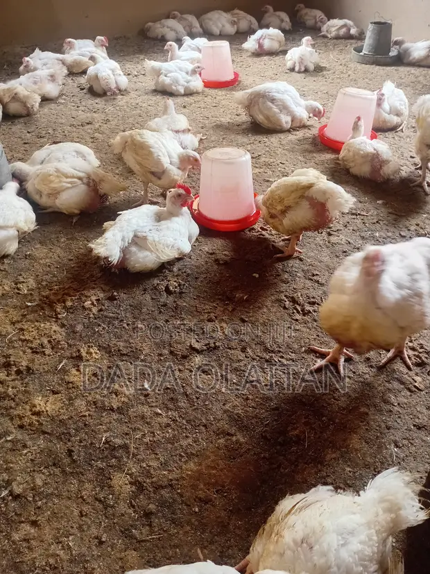 Mature Chickens for Sale - 6 Weeks Old - 1