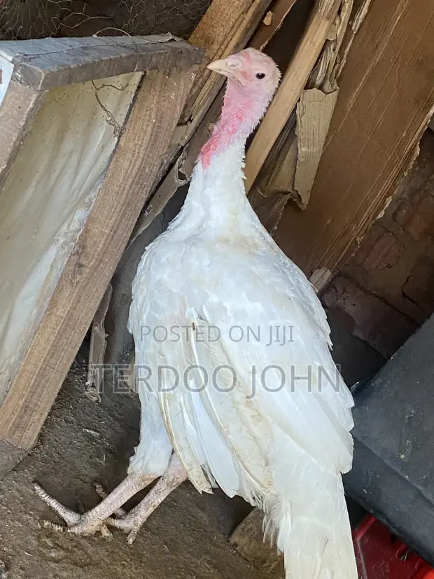 Foreign Turkey for Sale - 1