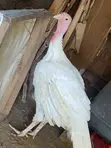 Foreign Turkey for Sale - 1
