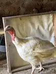 Foreign Turkey for Sale - 2