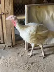 Foreign Turkey for Sale - 3