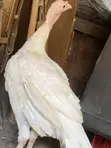 Foreign Turkey for Sale - 4