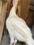 Foreign Turkey for Sale - 5