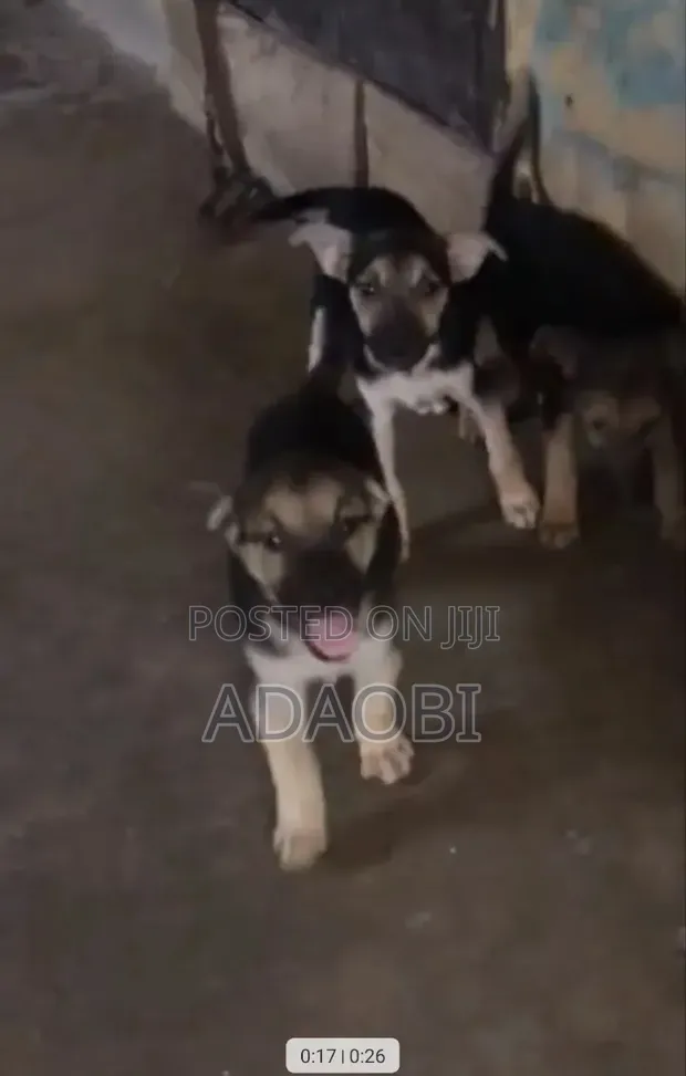 Female Purebred German Shepherd Puppy (1-3 Months) - 1