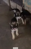 Female Purebred German Shepherd Puppy (1-3 Months) - 1