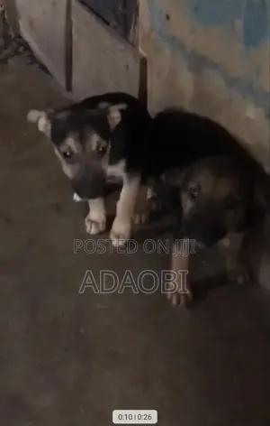 Yar German Shepherd Mai Tsarki (Wata 1-3)