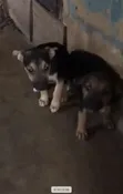 Female Purebred German Shepherd Puppy (1-3 Months) - 2