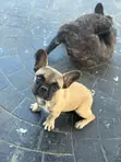 1-3 Watan Namiji M purebred French Bulldog - 1