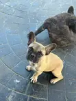 1-3 Watan Namiji M purebred French Bulldog - 2