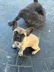 1-3 Watan Namiji M purebred French Bulldog - 3