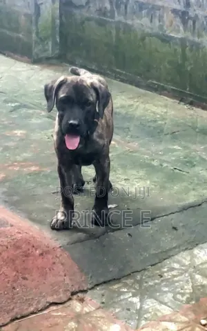 Boerboel Yarinya Mai Tsarki 'Yan Wata 1-3