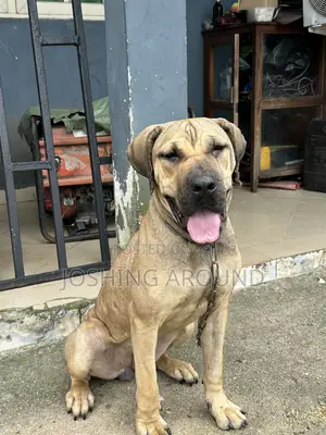 Female Boerboel Puppy, 6-12 Months