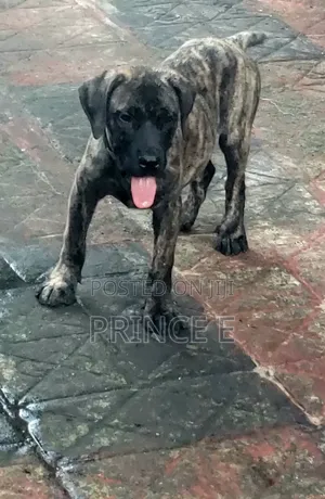 Purebred Boerboel Puppy - 1-3 Months Old