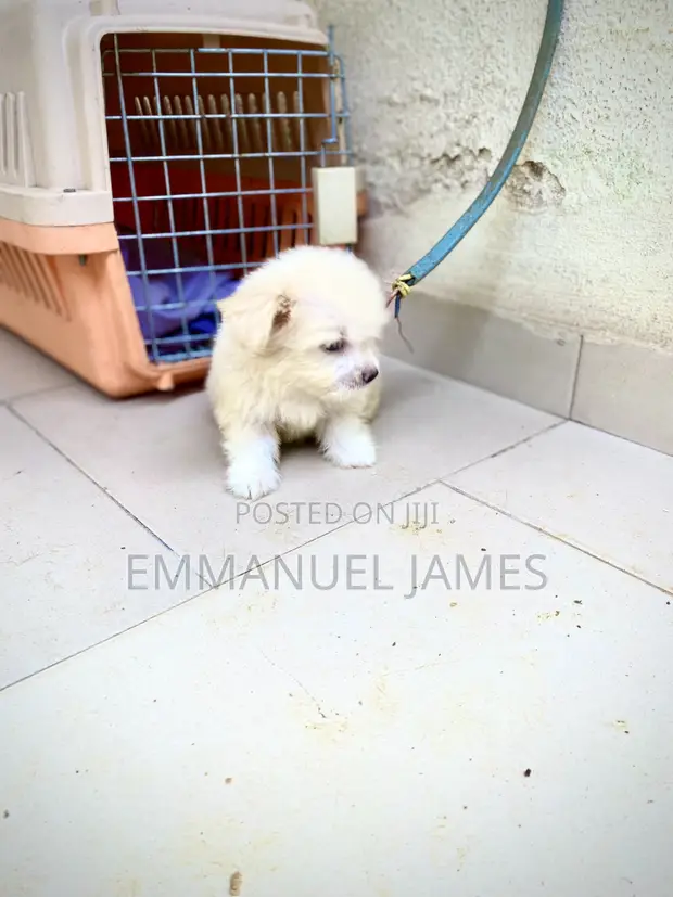 Yar Akuya Ta Lhasa Apso (Wata 1-3) - 1