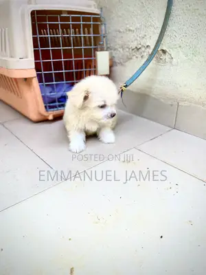 Yar Akuya Ta Lhasa Apso (Wata 1-3)