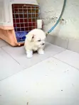 Yar Akuya Ta Lhasa Apso (Wata 1-3) - 1